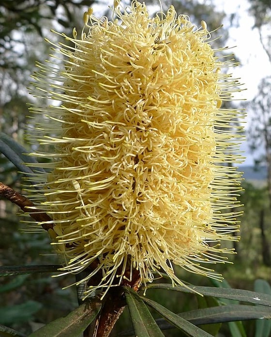 A dense, pale yellow, cylindrical flower spike resembling a stiff, upright bottlebrush.