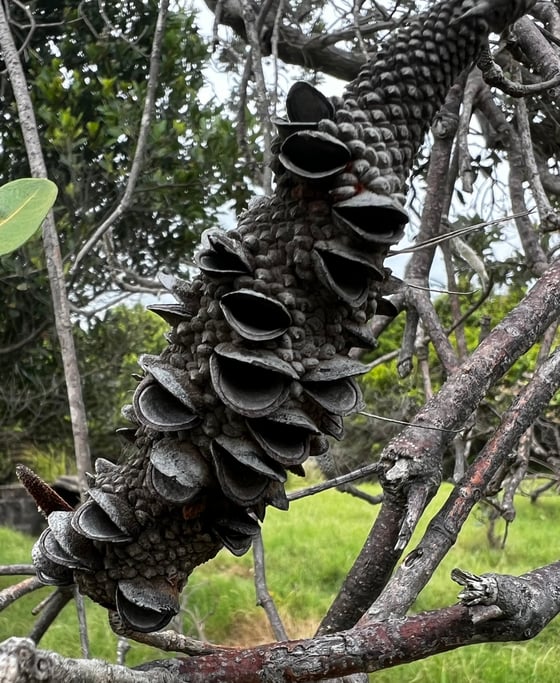 A woody grey cone embedded with hard follicles that open like tiny mouths.
