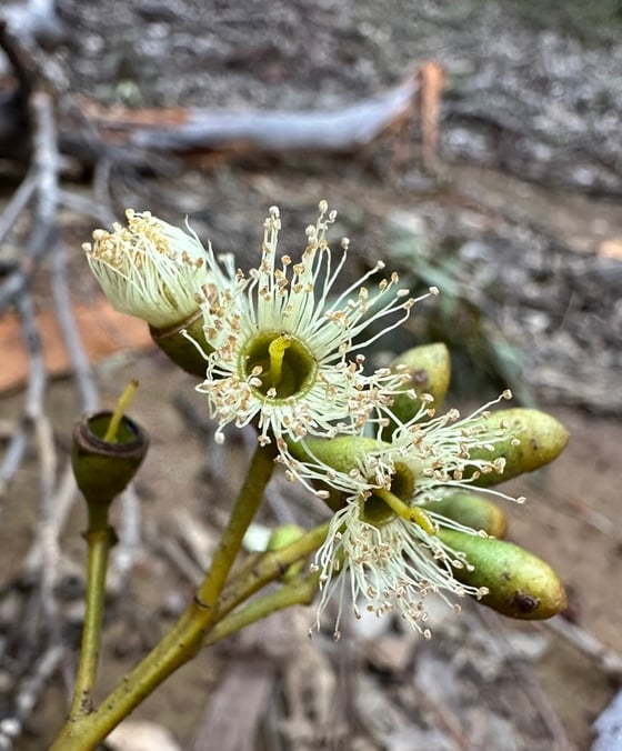 White karri blossom and buds of Eucalyptus diversicolor, Western Australia's tallest tree.