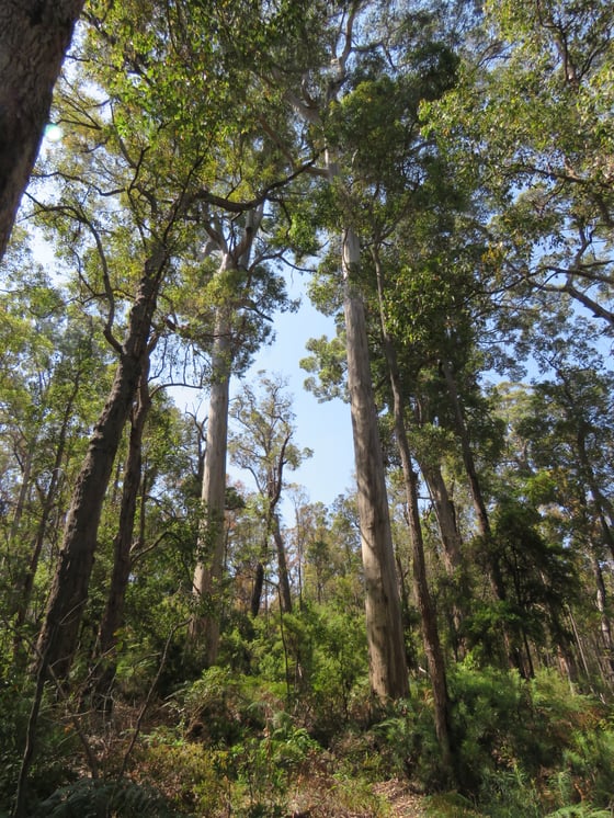 Smooth-barked karri trees, Eucalyptus diversicolor, rising to the forest canopy