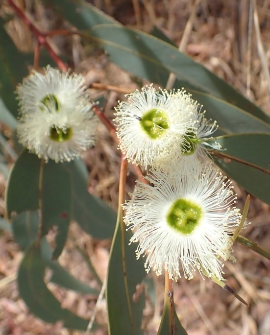 Cream-white flowers and buds agains the tree's fibrous grey bark.