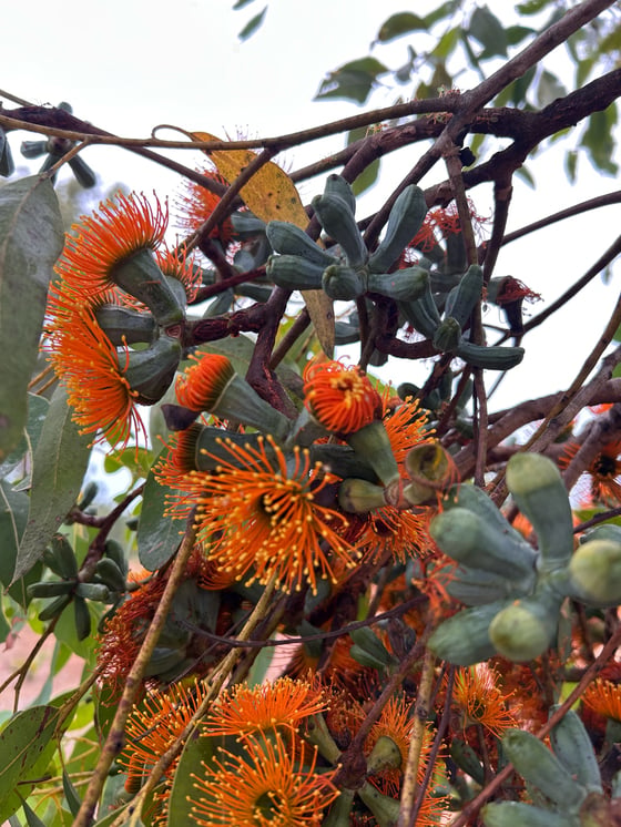 Bright orange flowers among grey green leaves on a Top end Savanna Tree