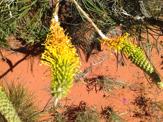 Close view of a honey grevillea spike, golden flowers holding the nectar that is sucked or soaked for honeywater