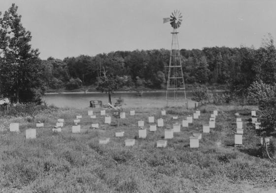 Dozens of white beehives arranged in rows across a rough flowering pasture, with a river, a treeline and a steel windmill tower behind.
