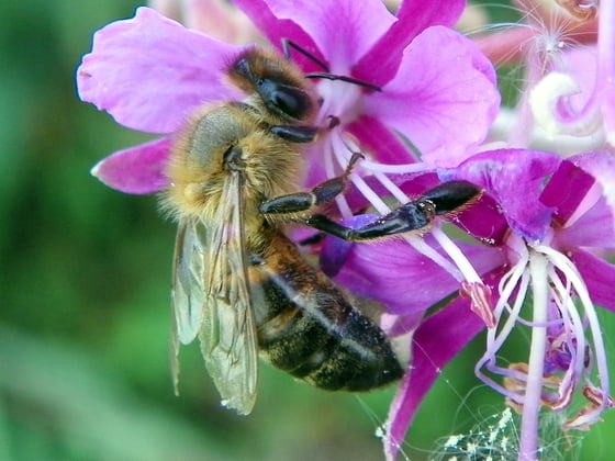 A honey bee on a fireweed flower, its banded abdomen against the magenta petals, with the flower's anthers and long white style beside it.