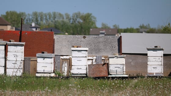 A row of white wooden beehives in front of plywood windbreak panels, dandelion seed heads in the grass and trees behind.