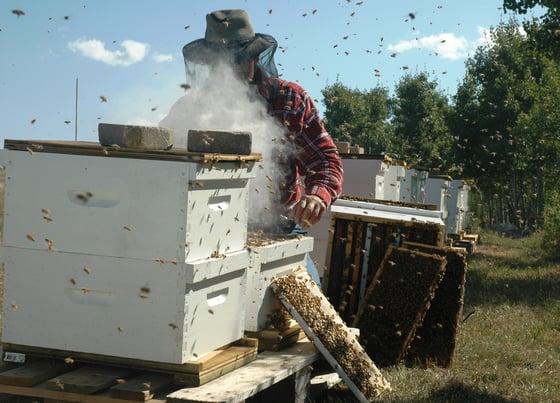 A beekeeper in a straw hat, veil and red plaid shirt lifting a frame from a white hive box while smoke drifts and bees fill the air.