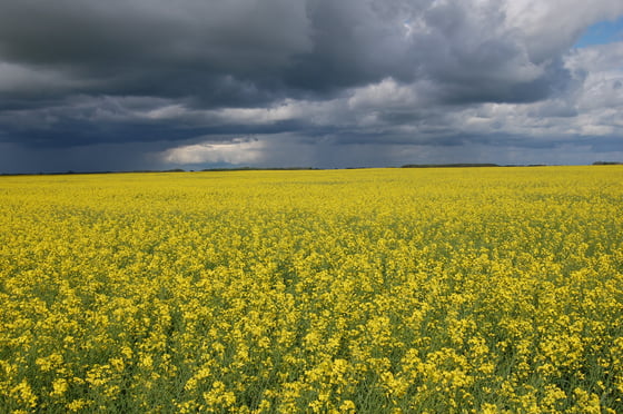 A bright yellow canola field stretching to a thin line of trees under heavy dark cloud with a bright break in it.