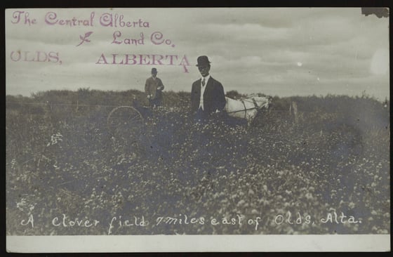 A sepia postcard of two men in suits and bowler hats standing in a field of clover, a horse and buggy behind them, overprinted with a land company’s name.