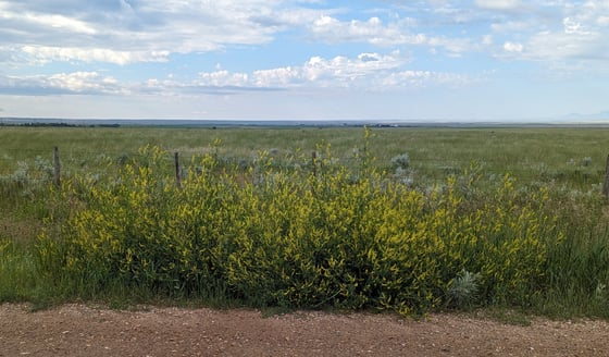 A bushy yellow-flowered sweet clover plant at a gravel road edge in front of a barbed-wire fence, with flat grassland to the horizon.
