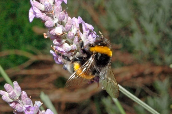 A black and yellow bumble bee with a white tail feeding on a spike of pale purple lavender.