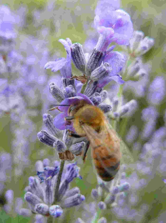 A honey bee clinging to a spike of pale purple lavender flowers, more lavender blurred behind.