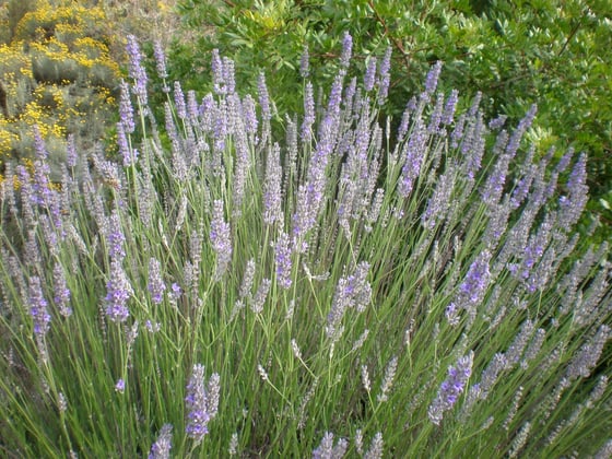 A lavender bush with long grey-green stems topped by long pale purple flower spikes.