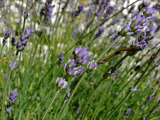 Short spikes of violet lavender flowers on slender green stems.