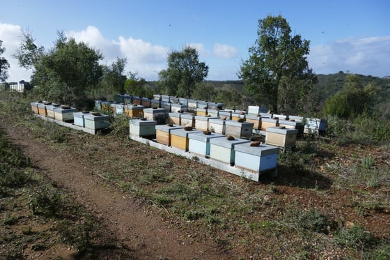 Rows of painted beehives on pallets, each lid weighted with a stone, beside a dirt track among cork oaks and scrub.