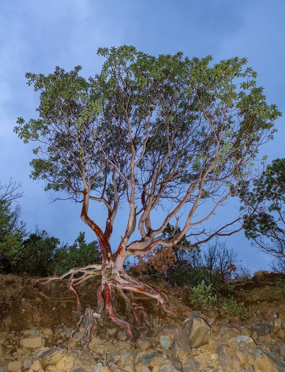 A small tree on a rocky bank with smooth red and pale branches and exposed roots, under a blue evening sky.