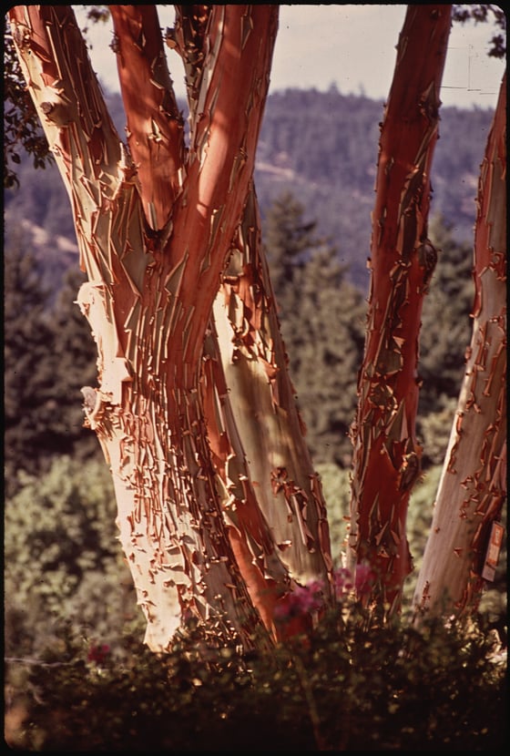 Several tree trunks with orange-red bark peeling in curls, a wooded valley and hills behind.
