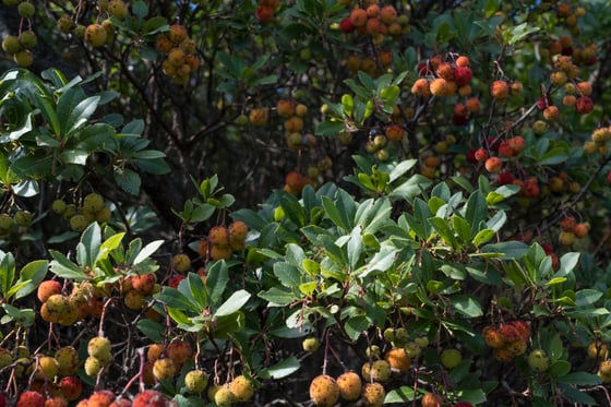 Leafy branches hung with clusters of round fruits in yellow, orange and red, in dappled light.