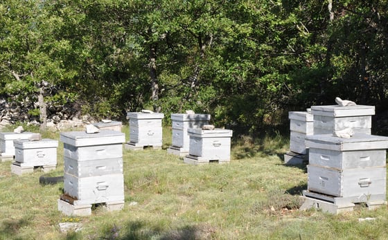 About ten grey-white hives with stones on their lids stand on blocks in a grassy clearing ringed by oaks and a dry-stone wall.