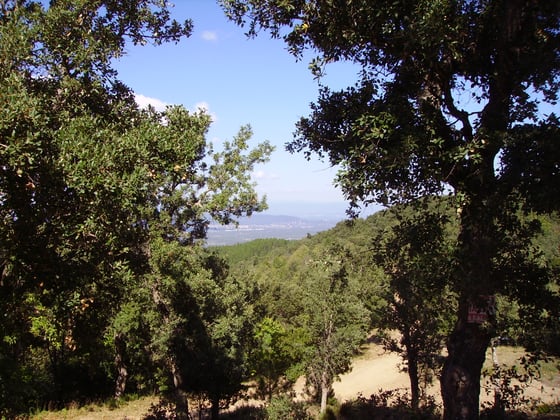 Dark-leaved oaks, one with a rough-barked trunk, frame a view across wooded hills to a distant plain.