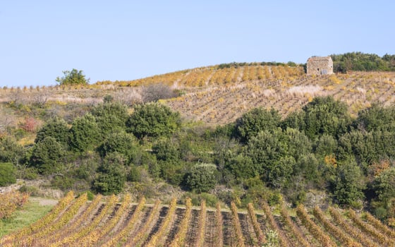 Autumn vines in yellow and orange on a hillside, a small stone hut on the crest and a band of dark evergreen scrub below.