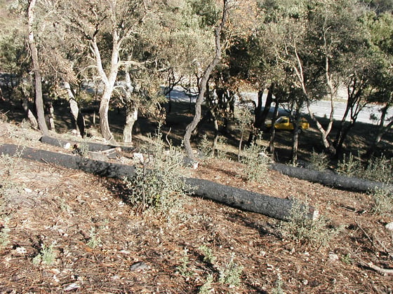 A burnt forest slope with charred logs laid across it, fire-blackened trunks of small oaks and a few green shoots on the grey litter.