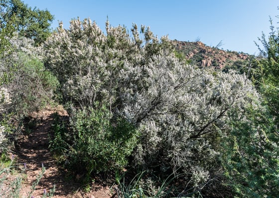 Tall shrubs covered in tiny white flowers crowd a narrow red-earth path, with reddish rock outcrops on the hillside behind.