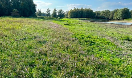 A broad riverside meadow tinted pink-lilac with flowers, a shallow pool and willows behind under a blue sky.