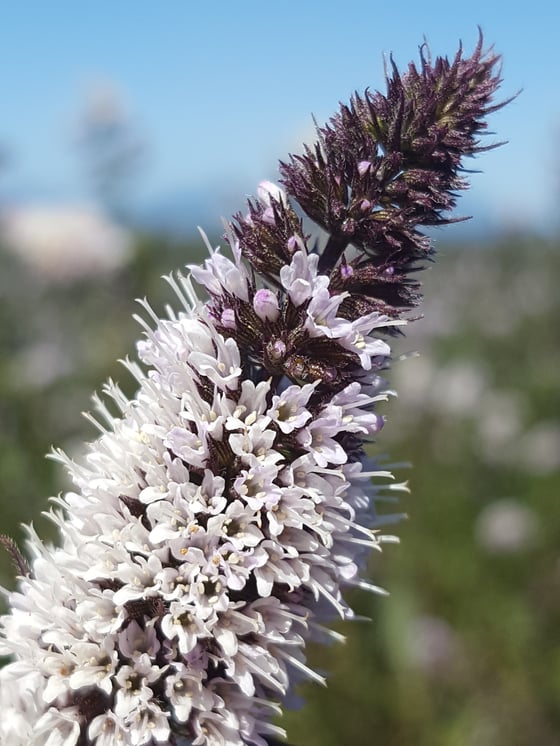 A tapering spike of small white-lilac flowers with dark purple calyces, seen from below against a blue sky.
