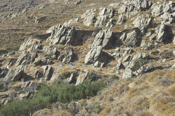 Small blue and white beehives scattered among grey rock outcrops and stone terraces on a dry hillside.
