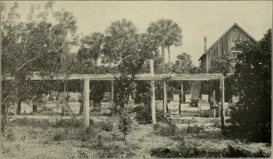 A black-and-white photograph of rows of white hives under a long open-sided shed, a wooden honey house at right, palms behind and young trees in front.