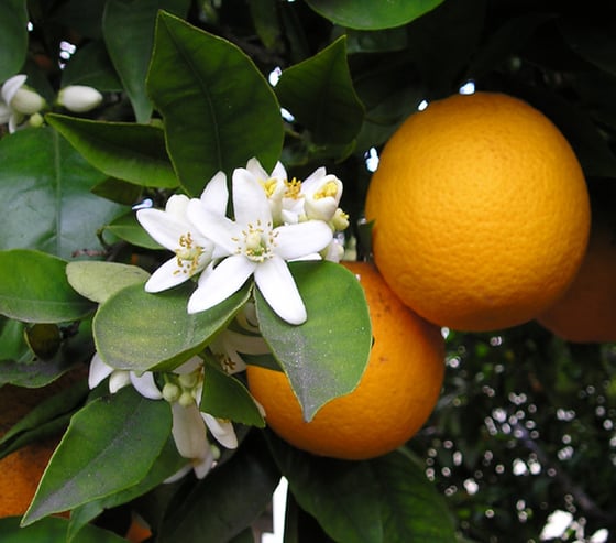 A cluster of white five-petalled flowers with yellow stamens among glossy leaves, beside two ripe oranges.