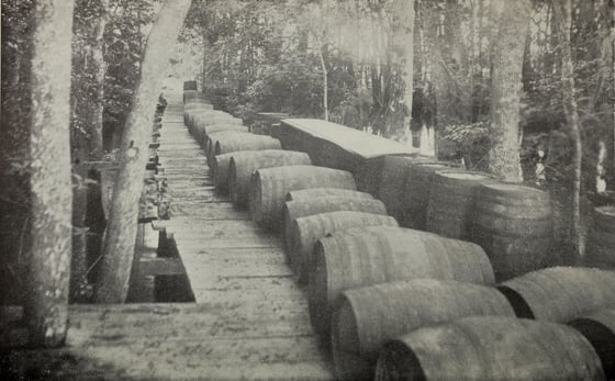 Two lines of wooden honey barrels lying along a plank wharf among swamp trees.