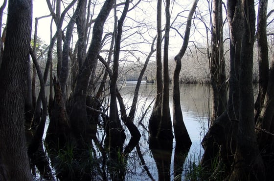 Leafless swamp trees with flared trunks standing in still water along a river, the far bank pale with winter woods.