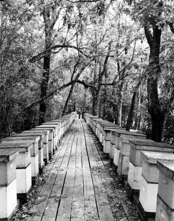 Black-and-white photograph of a long plank walkway through swamp woods lined on both sides with white beehives.