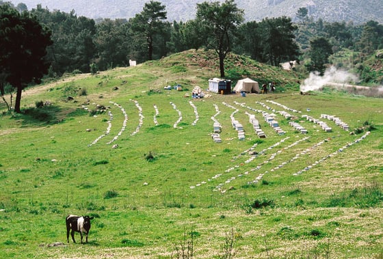 Long curved rows of white hives on a grassy clearing, with tents and smoke at the back and a cow in the foreground.