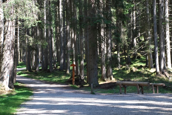 A gravel track between tall straight spruce trunks, with a wooden signpost and a log barrier, two walkers far off.