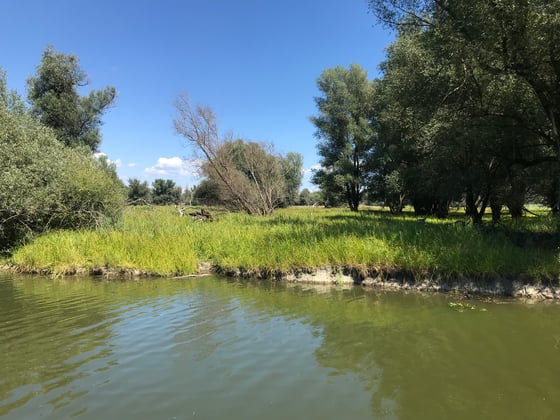 Tall grey-green willows on a low grassy lakeside bank seen from the water, one half-dead tree leaning in the centre, under a blue sky.