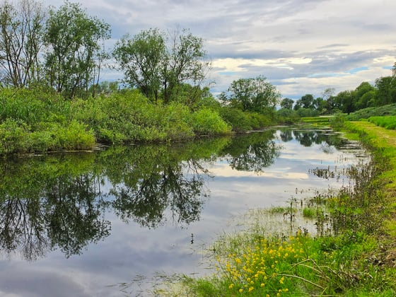 A still stretch of water reflecting a grey sky, a thick row of young willows and shrubs along its far bank, waterside plants with yellow flowers in the foreground.