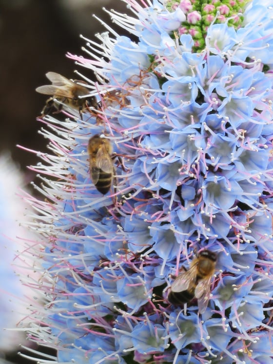 Three honey bees on a dense spike of small pale blue flowers with long pink and white stamens, pink buds at the top, a dark blurred background.