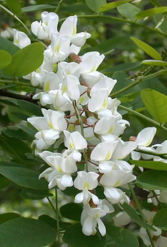 Black Locust or False Acacia Honey Tree