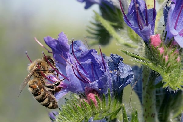 Borage or Viper's Bugloss Honey