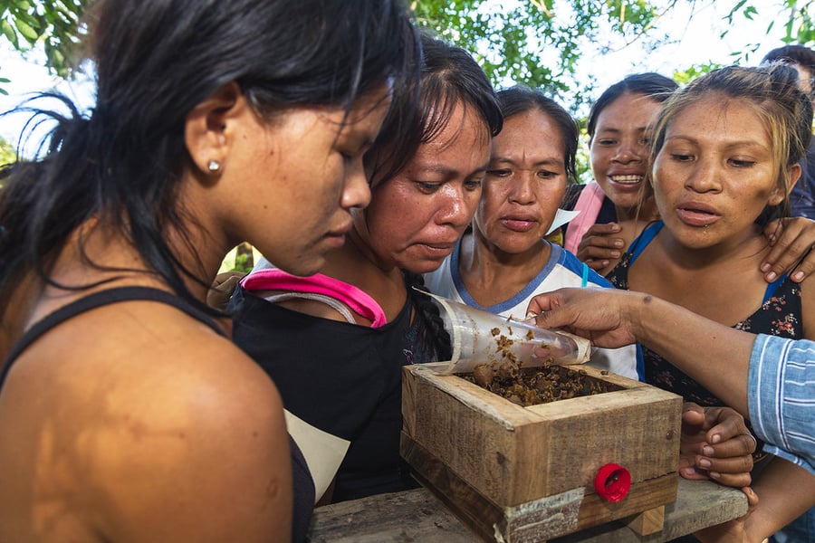 Peruvian beekeepers' group closely observe the stingless bee hive,