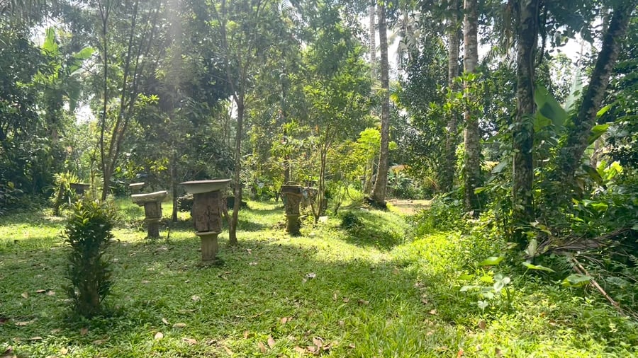 Open area in a dense tropical forest, log beehives are vertically spaced.