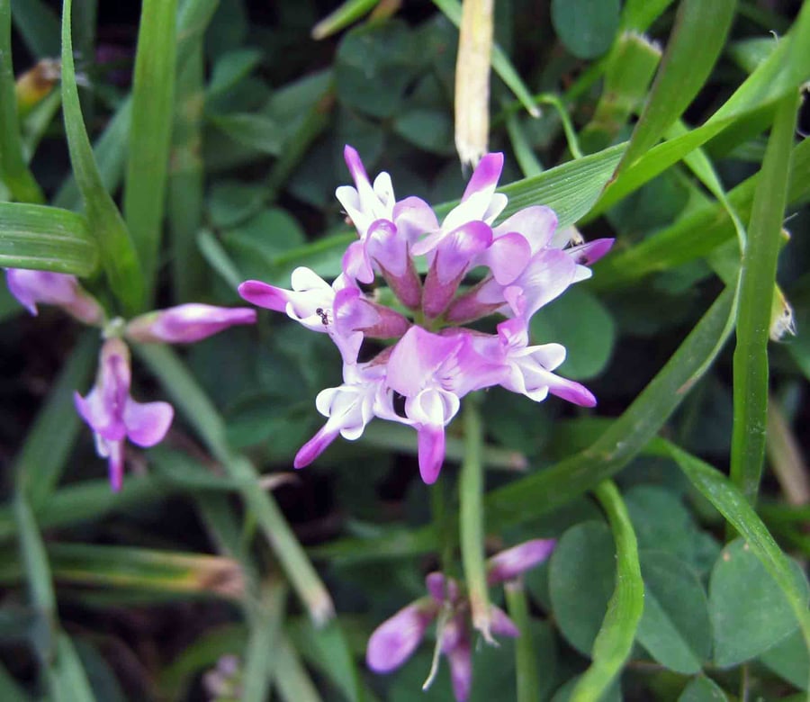Astragalus sinicus blossom