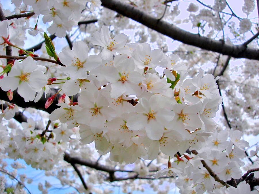 cherry blossoms filling the screen