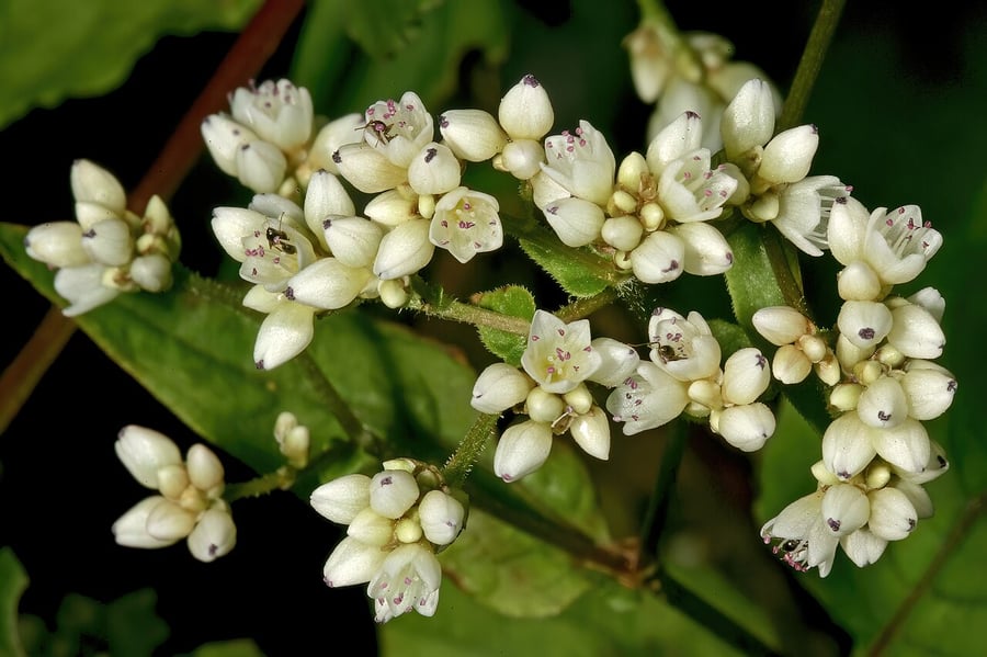 Buckwheat blossoms