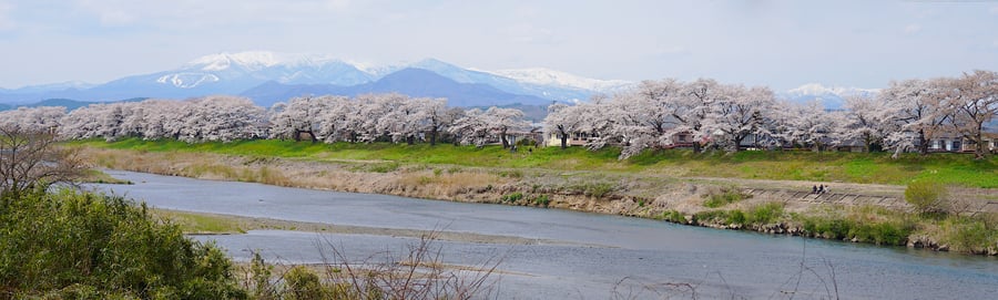 River in the foreground, Cherry trees lining the other side and a mountain in the background.
