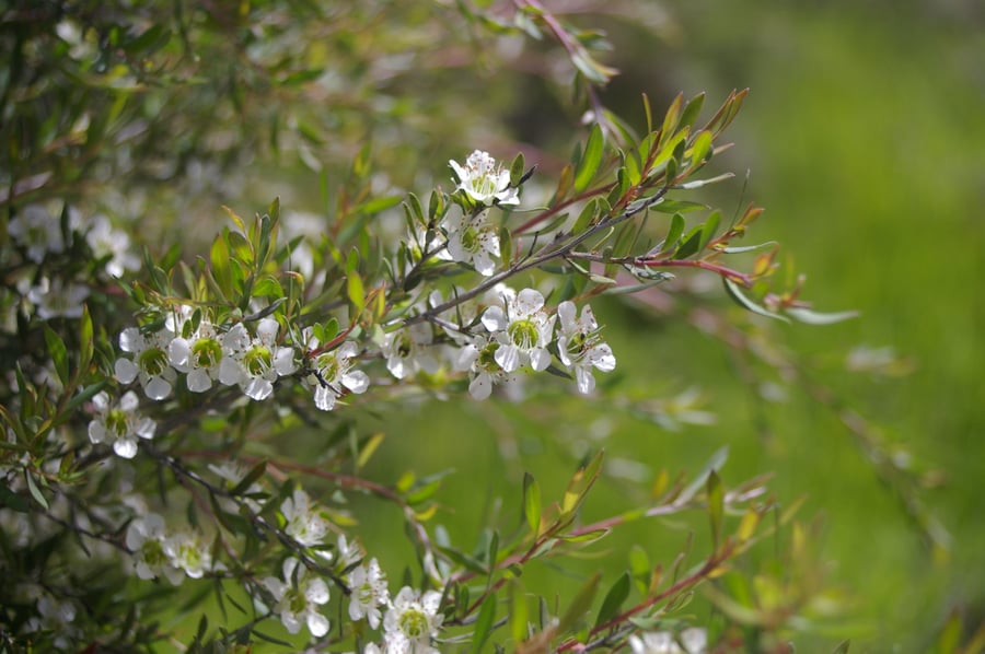 Horizontal branch with green leaves and a cluster of small white flowers