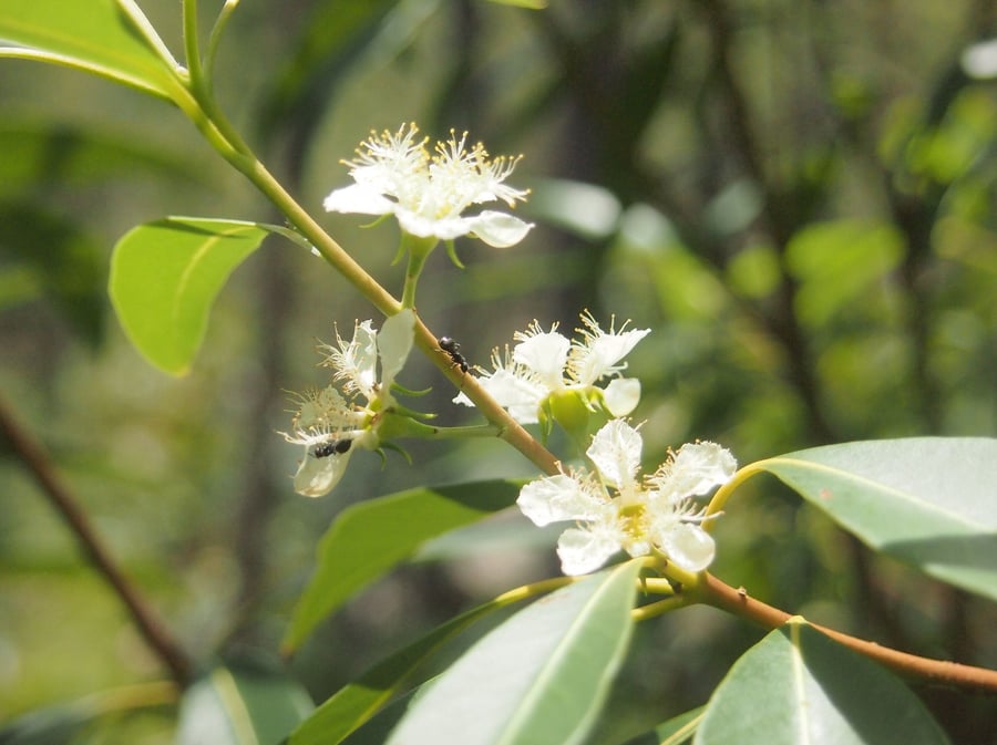 A tree branch with small white flowers.